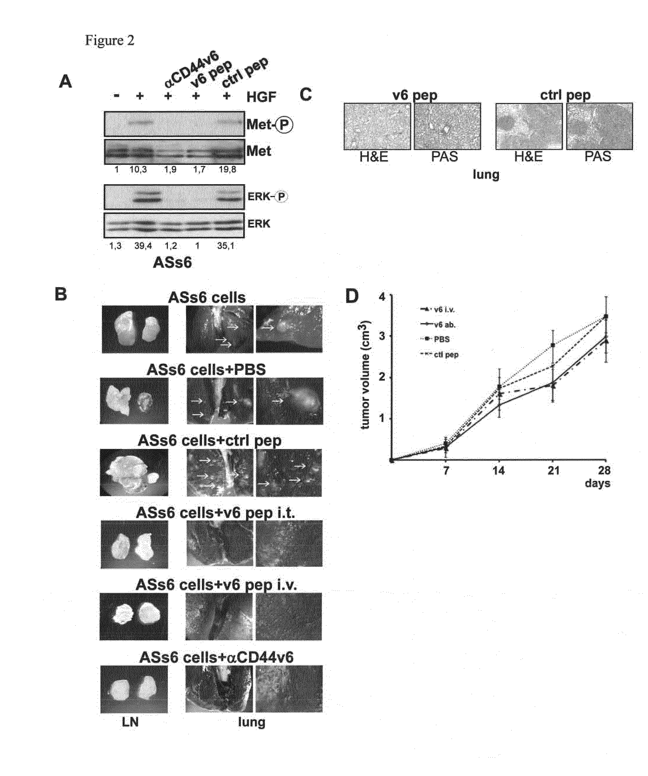 CD44V6-Derived Peptides for Treating Metastasizing Cancer