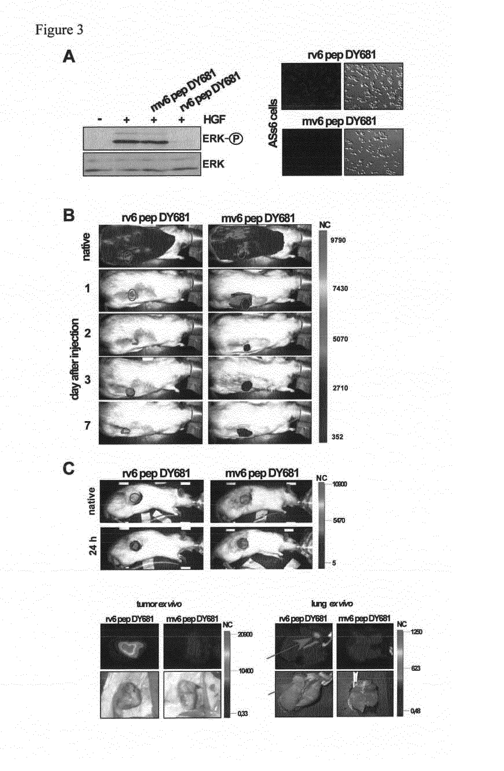 CD44V6-Derived Peptides for Treating Metastasizing Cancer