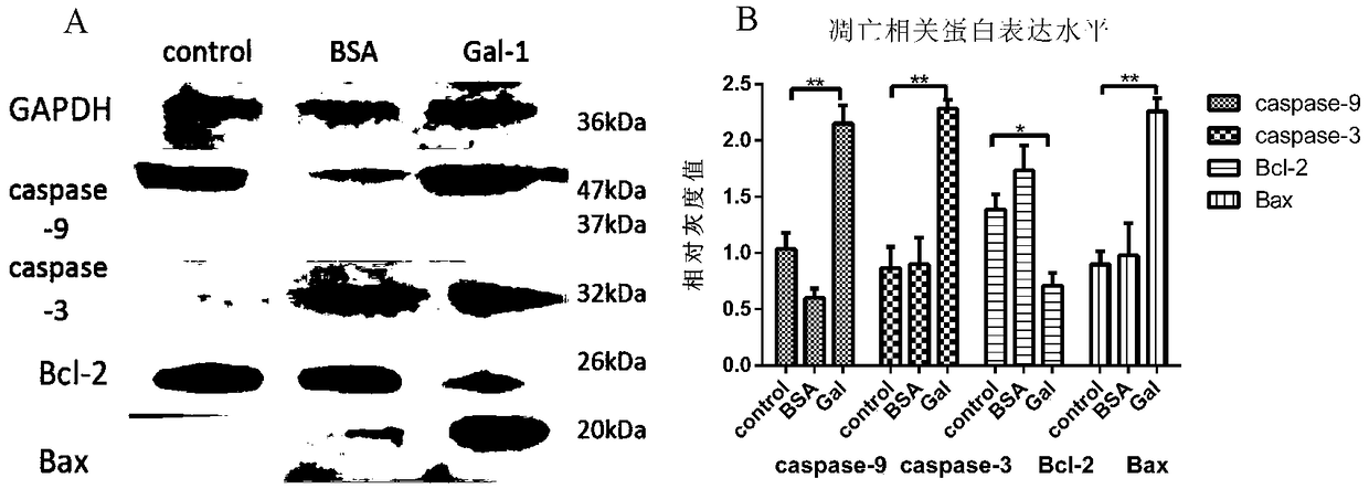 Application of membranin Annexin A2 of cell Thp-1 in Ac-Gal-1 induced apoptosis