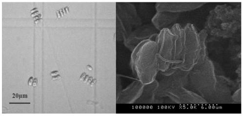 A high-yielding Scenedesmus sdec-13 and its cultivation method and application