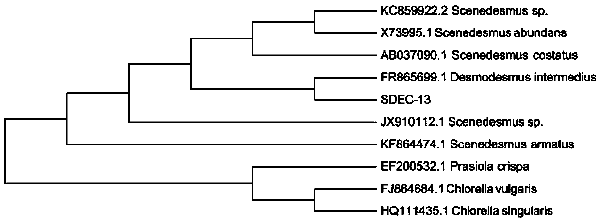 A high-yielding Scenedesmus sdec-13 and its cultivation method and application