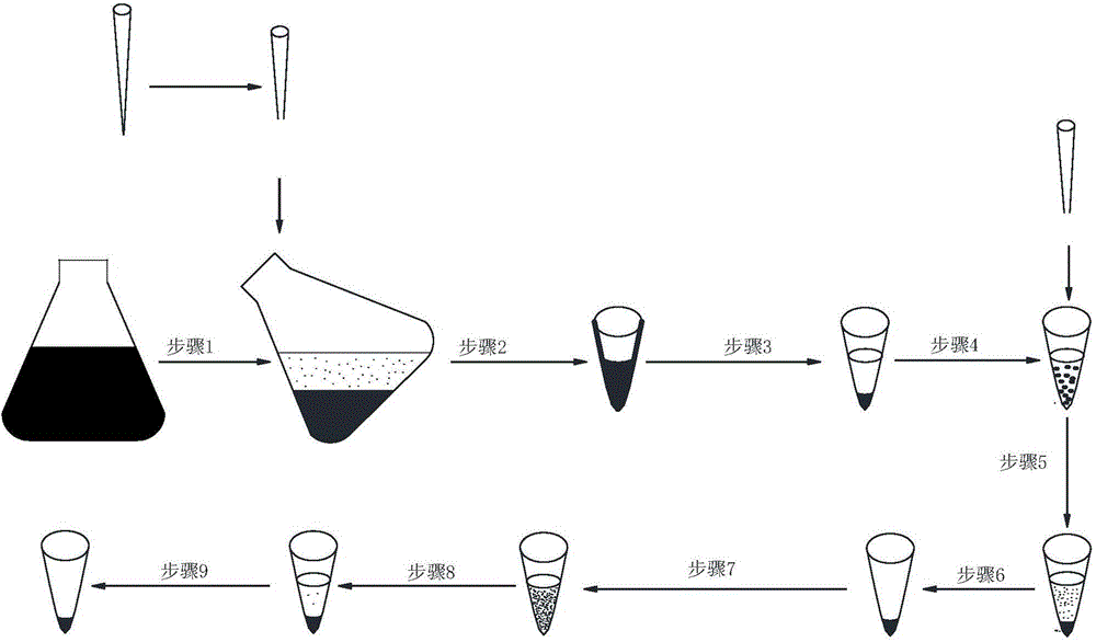 Method for quickly separating Synechocystis cells and mineralization products thereof