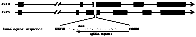 Two gRNA sequences capable of targeting two genes xa13 and xa25 at same time and efficiently creating bacterial-blight-resistant rice