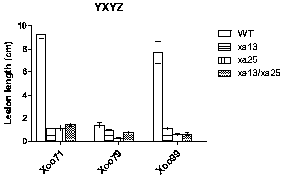 Two gRNA sequences capable of targeting two genes xa13 and xa25 at same time and efficiently creating bacterial-blight-resistant rice