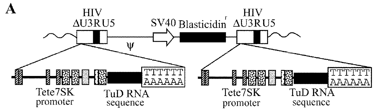 Method for suppressing tumors by mir-200 family inhibition