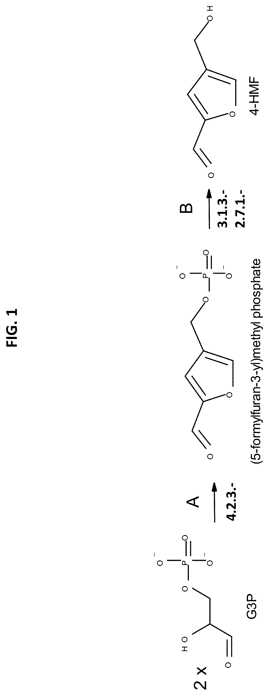 Method for the in vivo synthesis of 4-hydroxymethylfurfural and derivatives thereof