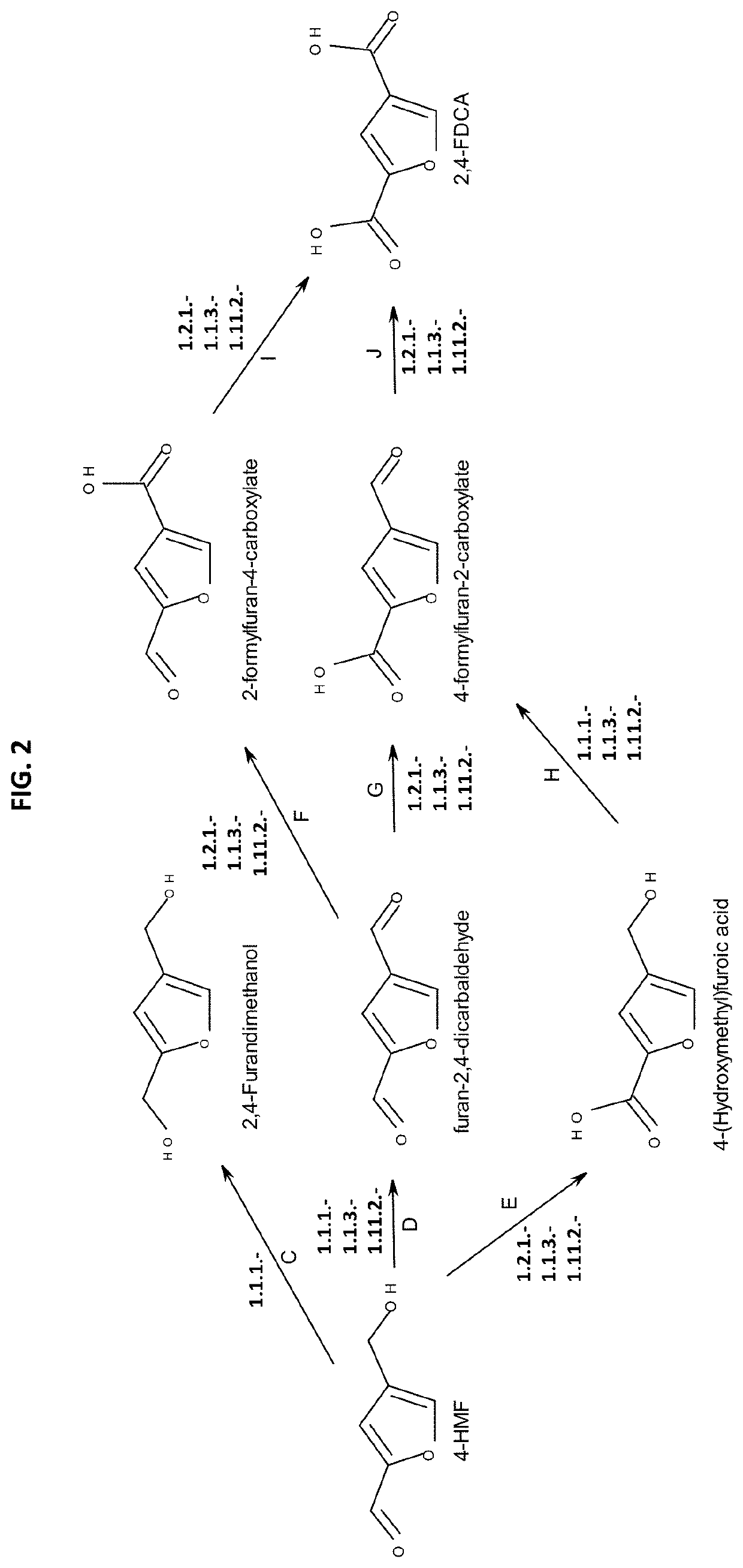 Method for the in vivo synthesis of 4-hydroxymethylfurfural and derivatives thereof