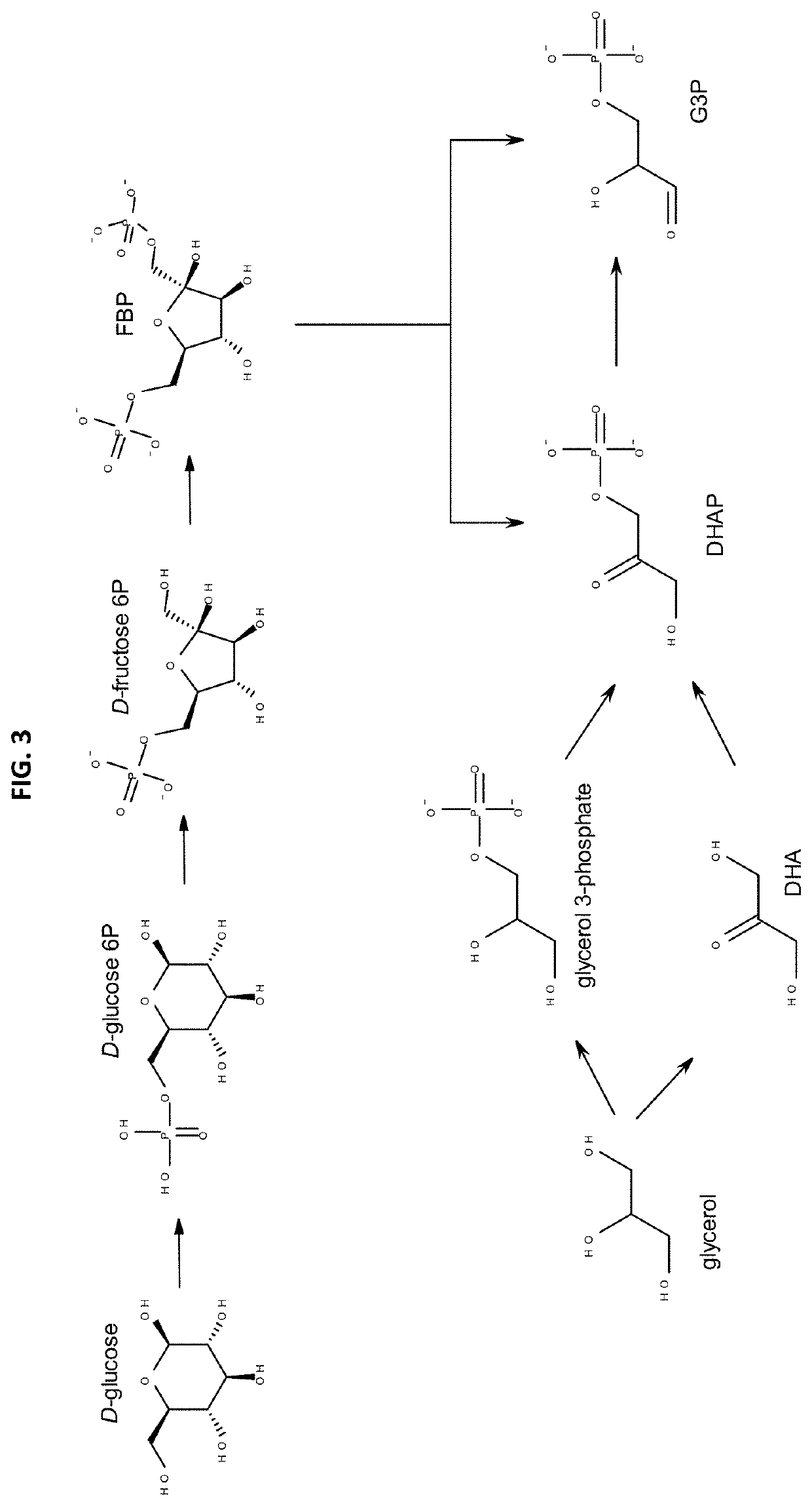 Method for the in vivo synthesis of 4-hydroxymethylfurfural and derivatives thereof