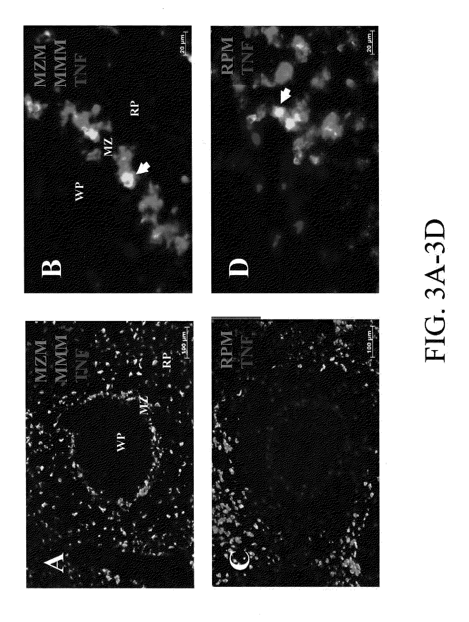 Methods and systems for reducing inflammation by neuromodulation of T-cell activity