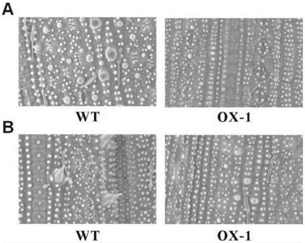 A zinc finger protein gene osrlzp controlling rice leaf shape and its application