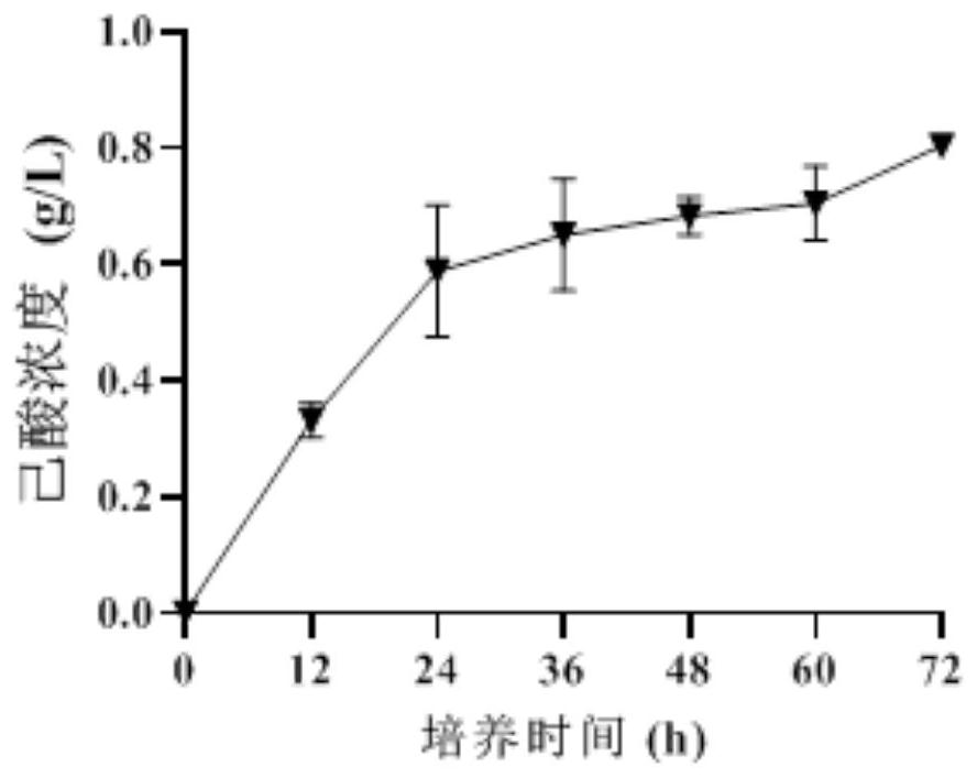 Lactic acid-producing caproiciproducens derived from pit mud for white spirit brewing and application of lactic acid-producing caproiciproducens