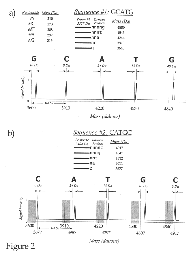 Use of nucleotide analogs in the analysis of oligonucleotide mixtures and in highly multiplexed nucleic acid sequencing