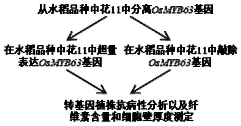 Application of OsMYB63 gene in improving disease resistance of rice