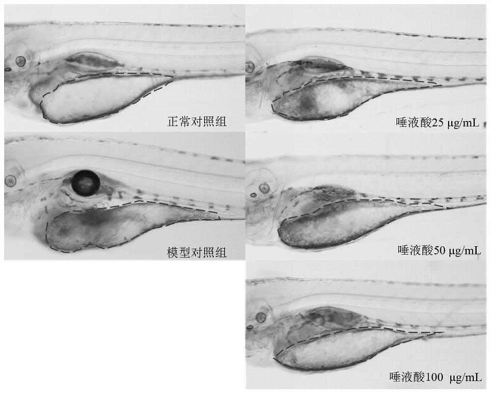 Method for evaluating antioxidant, spot-fading and skin-brightening efficacy by using zebra fish model
