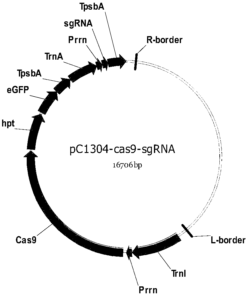 Method for increasing chloroplast genetic transformation efficiency through genome editing technique