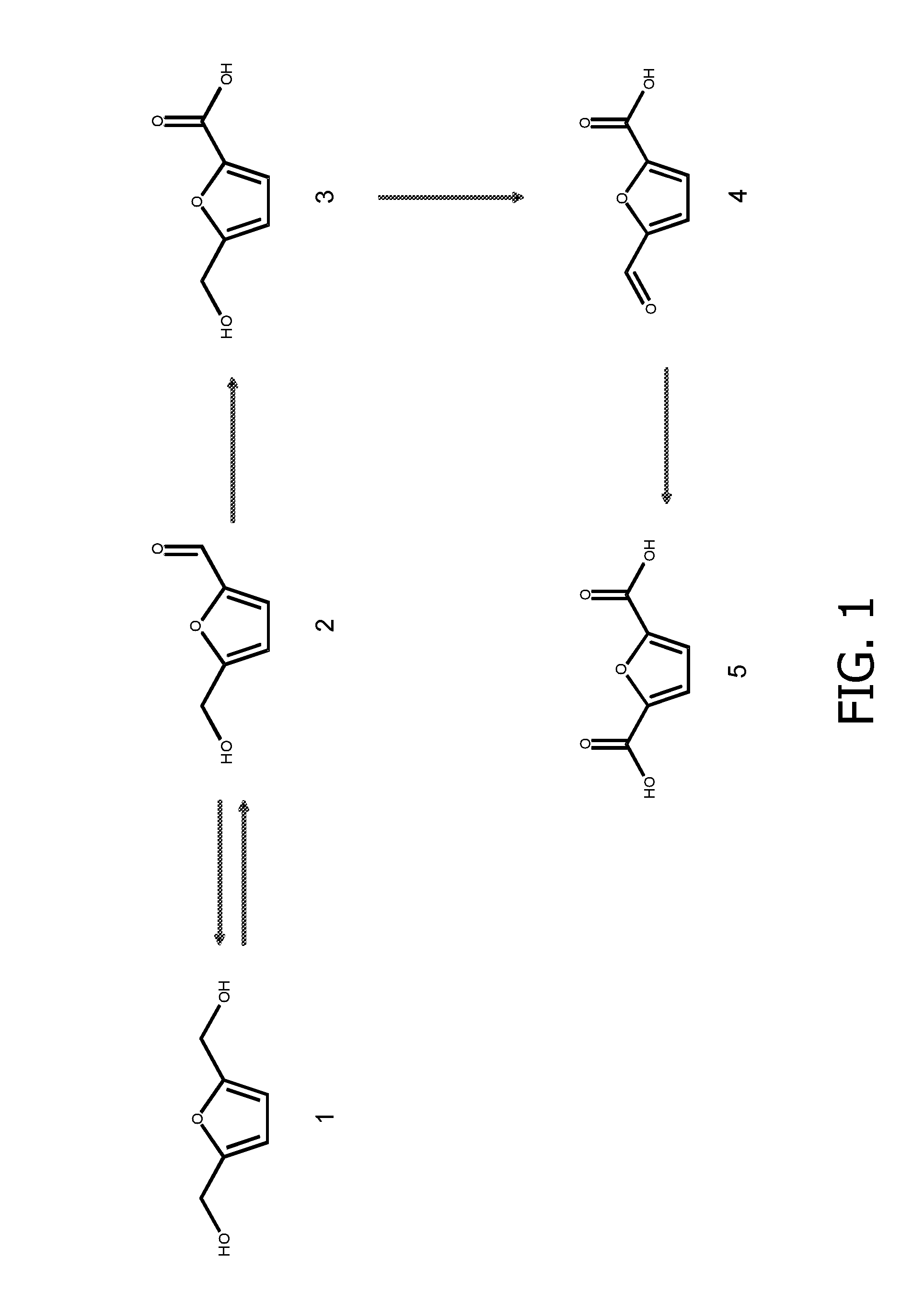 Genetically modified cell and process for use of said cell