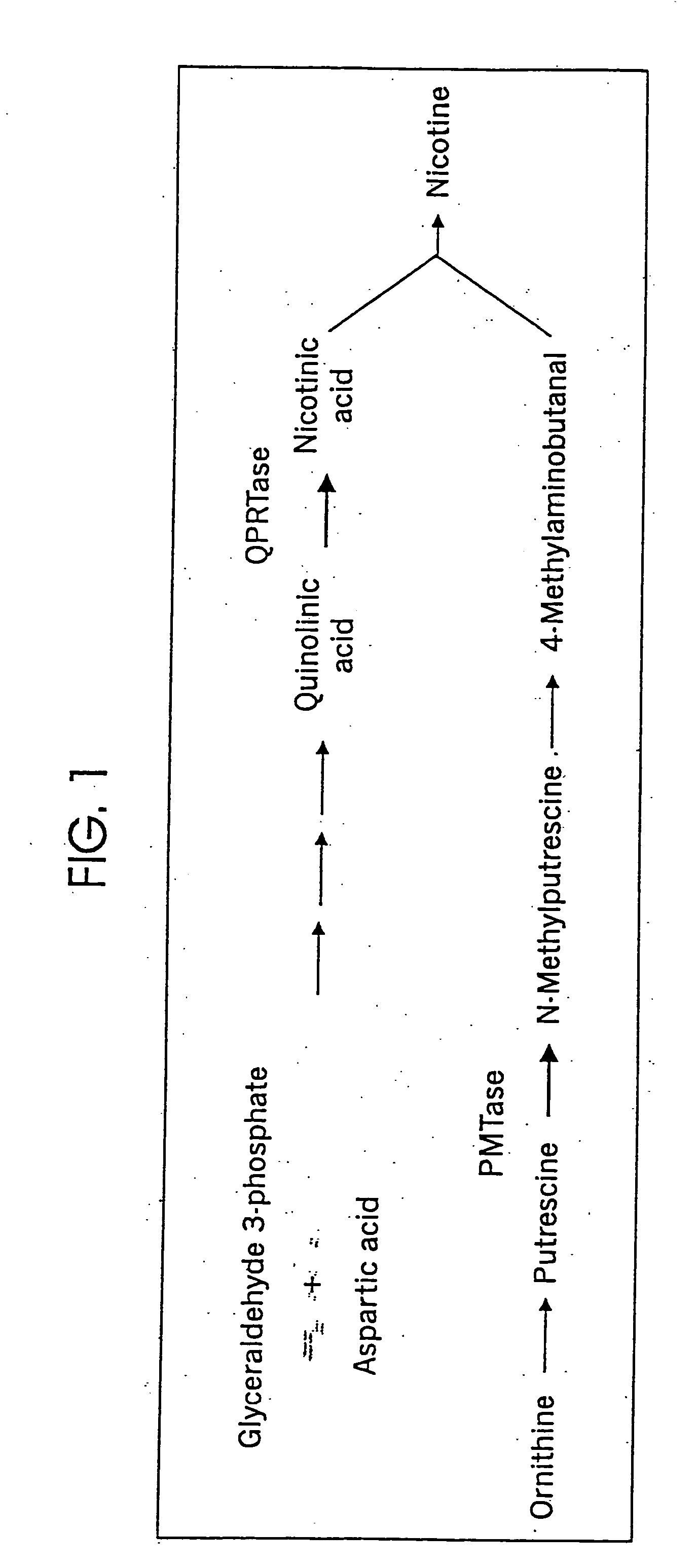 Methods and compositions for protein production in tobacco plants with reduced nicotine