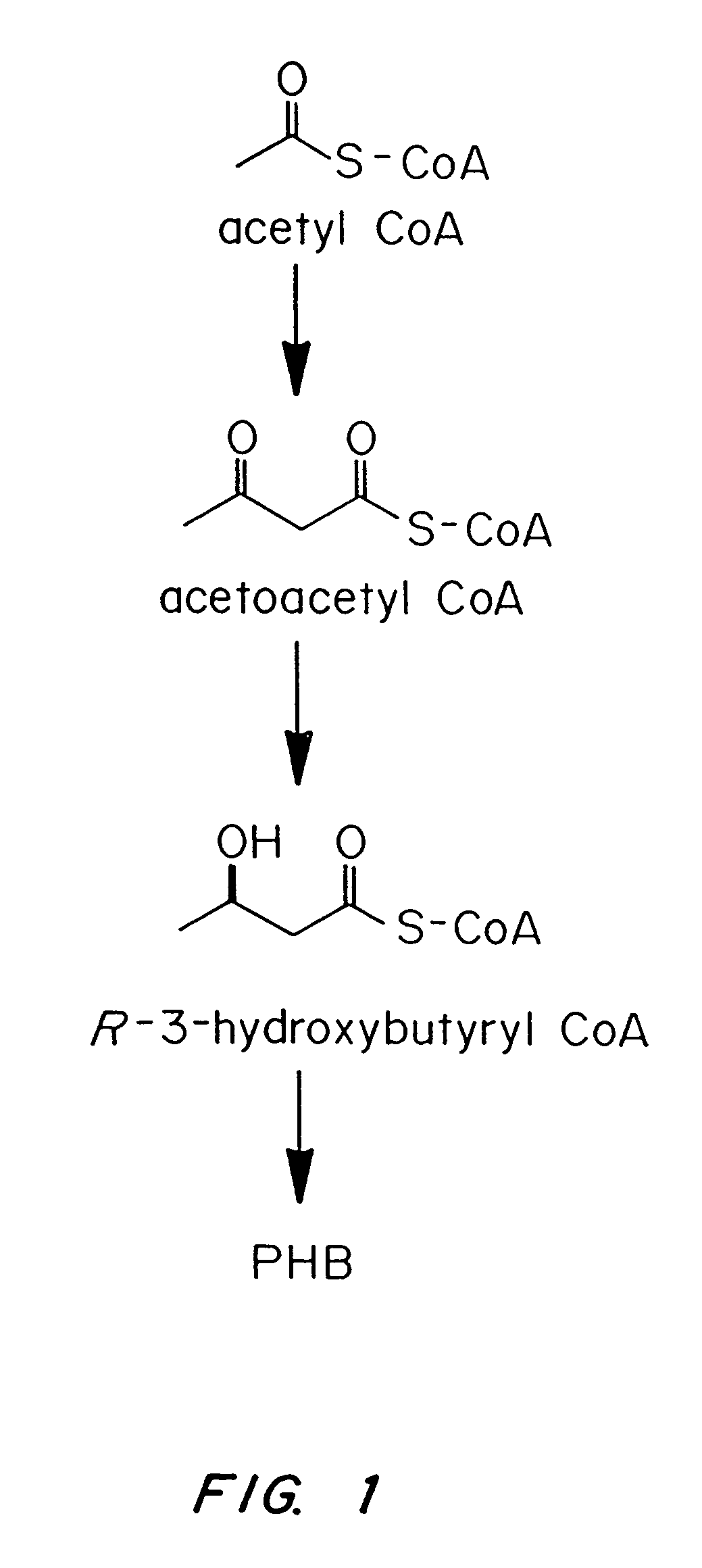 Transgenic systems for the manufacture of poly(2-hydroxy-butyrate-co-3-hydroxyhexanoate)