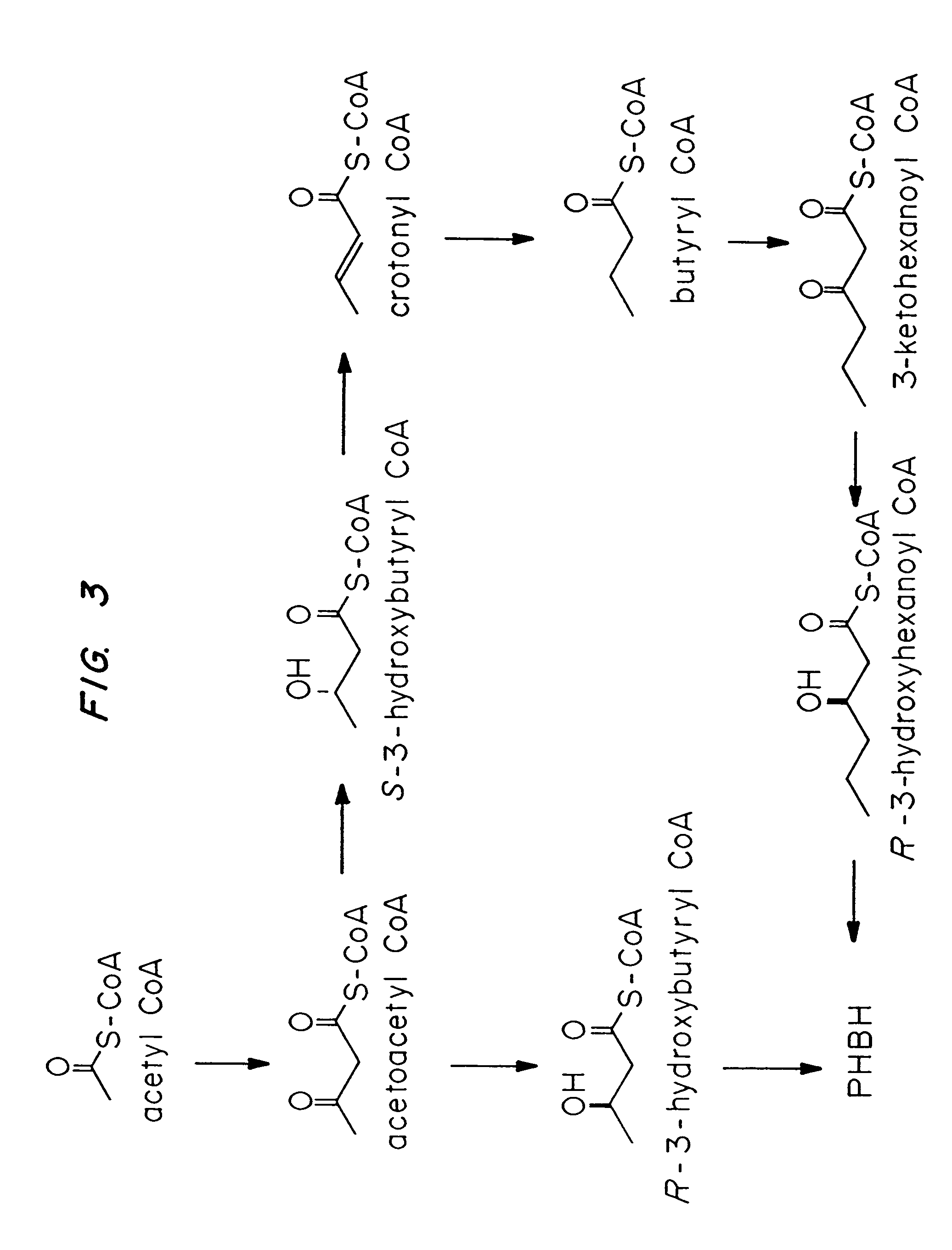 Transgenic systems for the manufacture of poly(2-hydroxy-butyrate-co-3-hydroxyhexanoate)