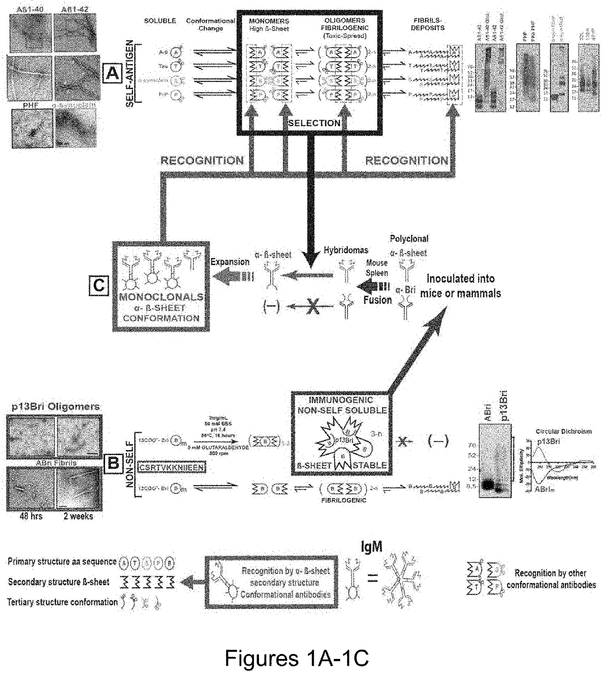 Specific murine and humanized monoclonal antibodies detecting pathology associated secondary structure changes in proteins and peptides