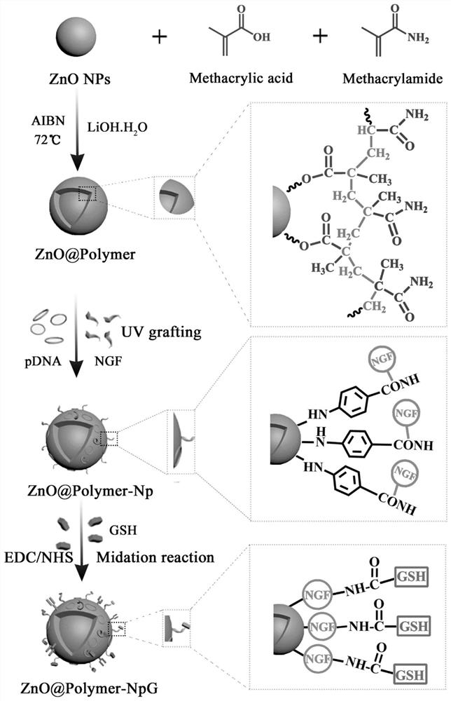 Gene transport carrier of brain-targeting zinc oxide quantum dots modified by glutathione and preparation method of gene transport carrier