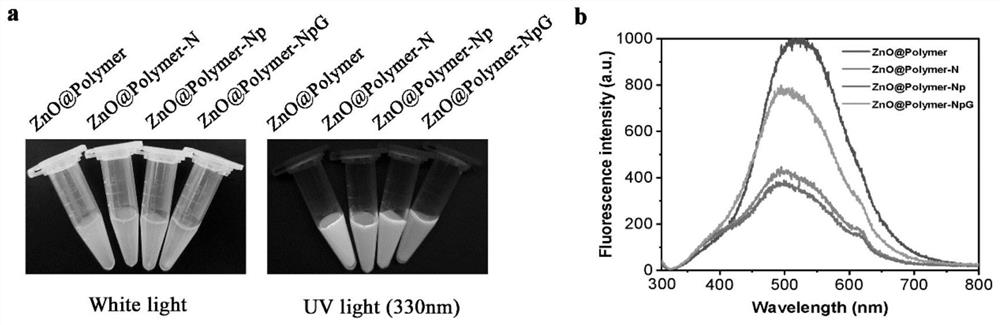 Gene transport carrier of brain-targeting zinc oxide quantum dots modified by glutathione and preparation method of gene transport carrier