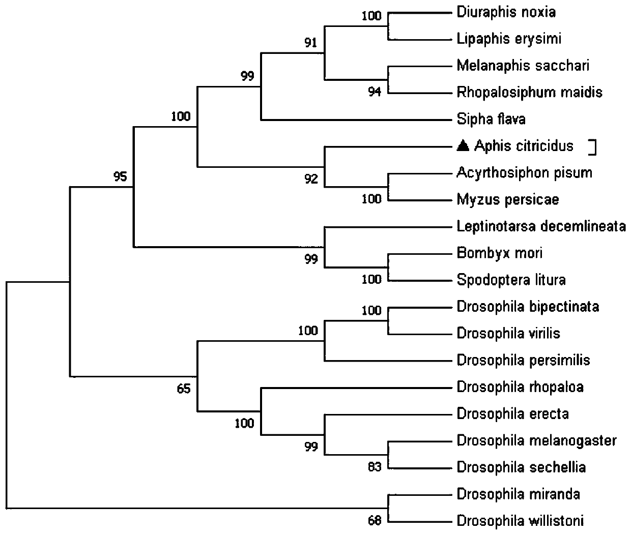 Toxoptera citricidus kirkaldy Hunchback gene, dsRNA and synthesis method and novel aphid RNAi method