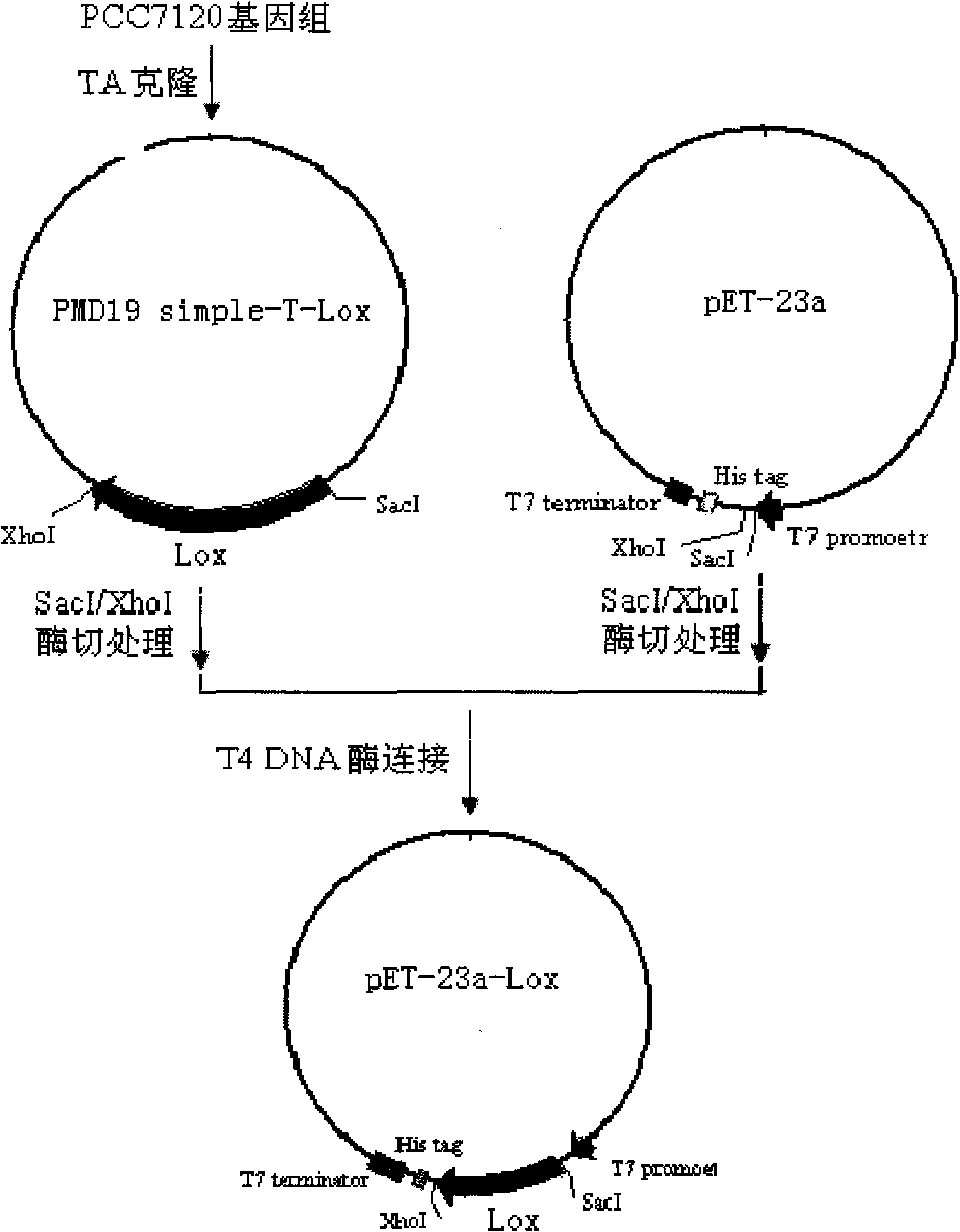 Anabaena PCC7120 fat oxygenase gene