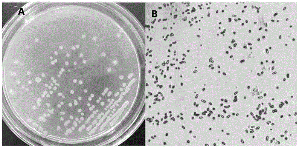 Bacillus amyloliquefaciens D2WM as well as preparation method and application of bacillus amyloliquefaciens D2WM