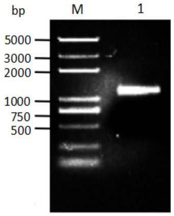 Bt protein Cyt2-like and gene and application thereof