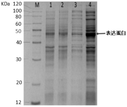 Bt protein Cyt2-like and gene and application thereof