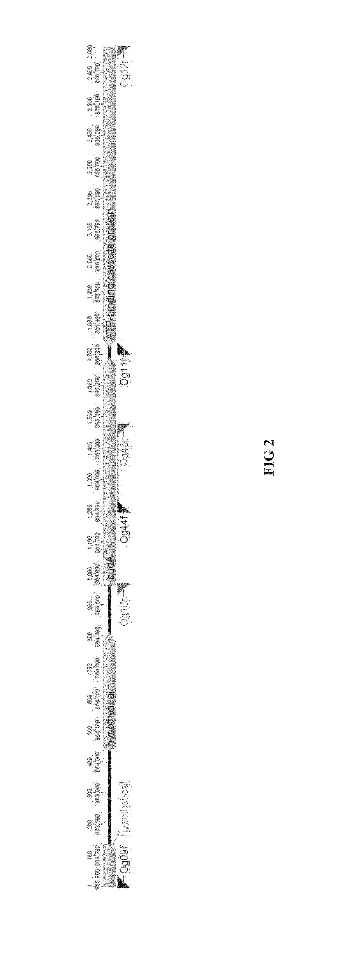 Recombinant microorganisms and methods of use thereof
