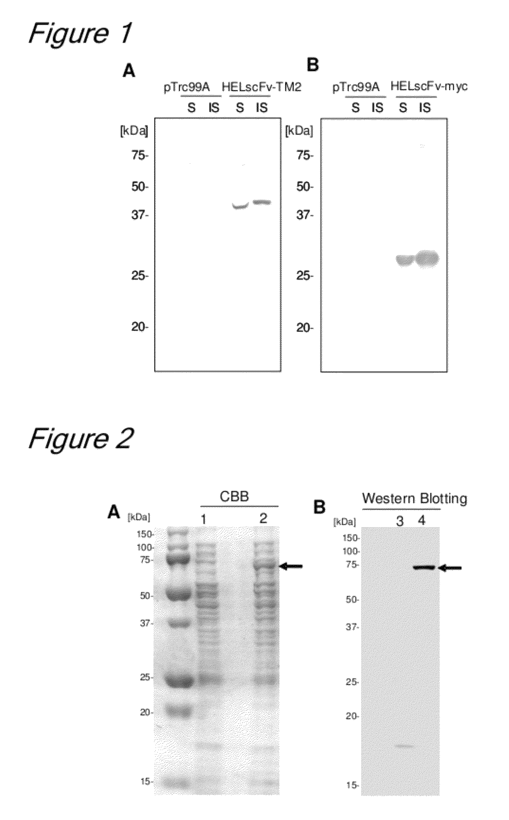 Method of binding proteins to carriers by making use of tamavidins