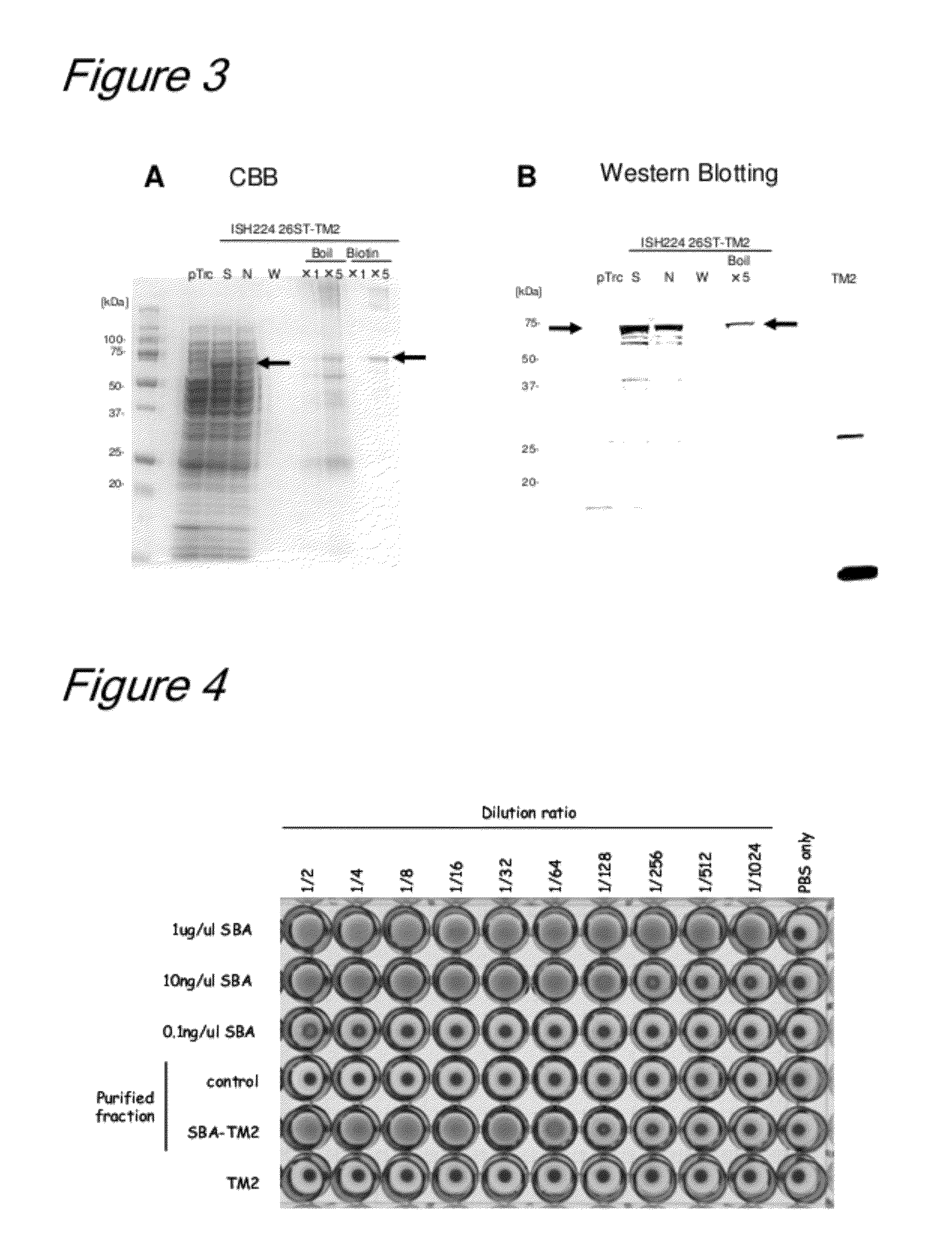 Method of binding proteins to carriers by making use of tamavidins