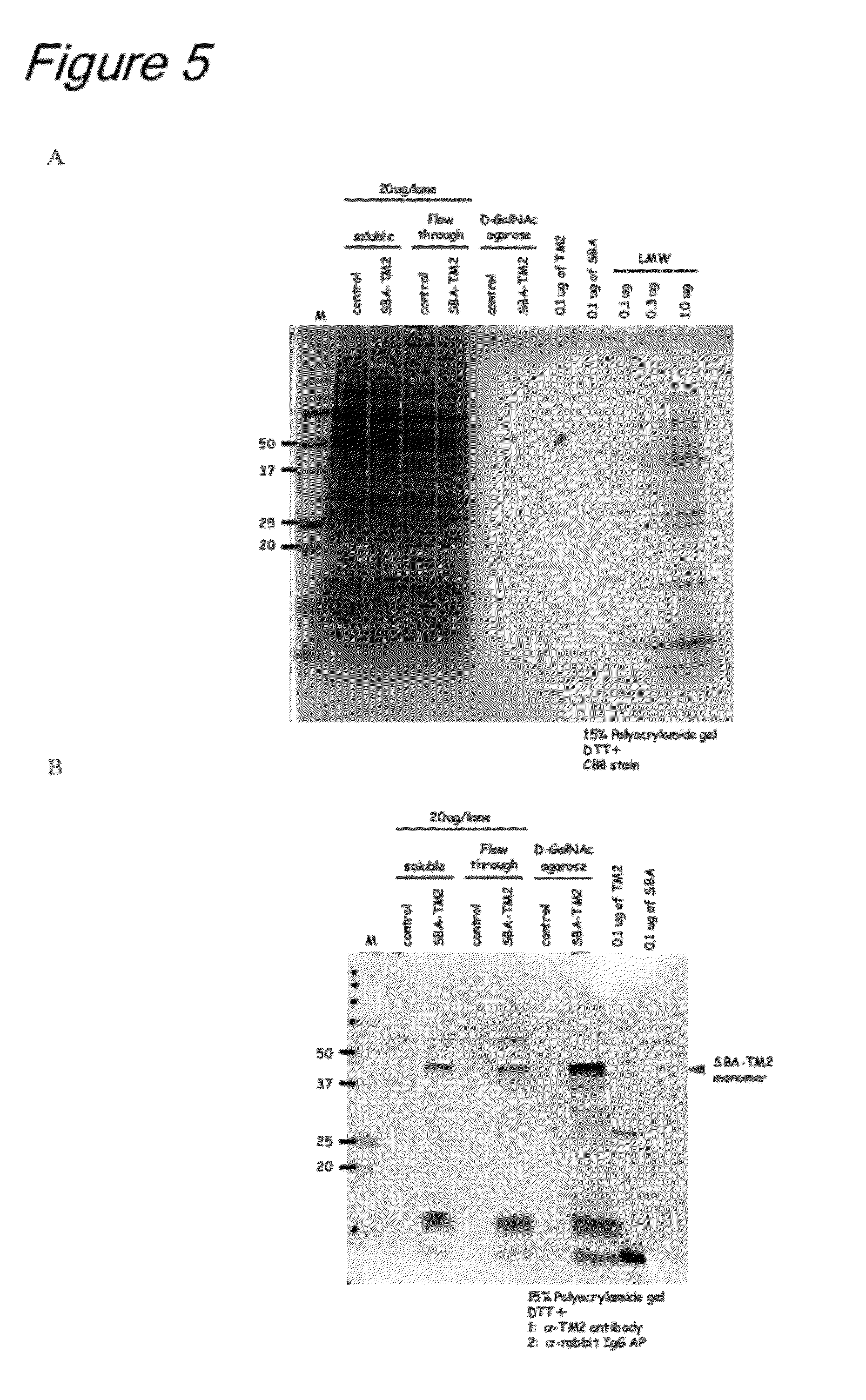 Method of binding proteins to carriers by making use of tamavidins