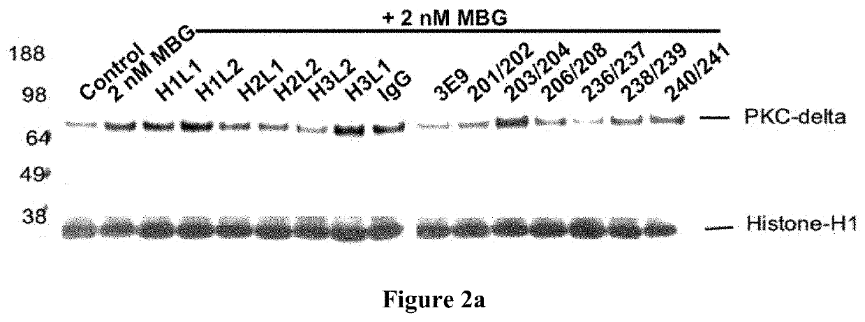 Anti-Marinobufagenin Antibodies and Uses Thereof