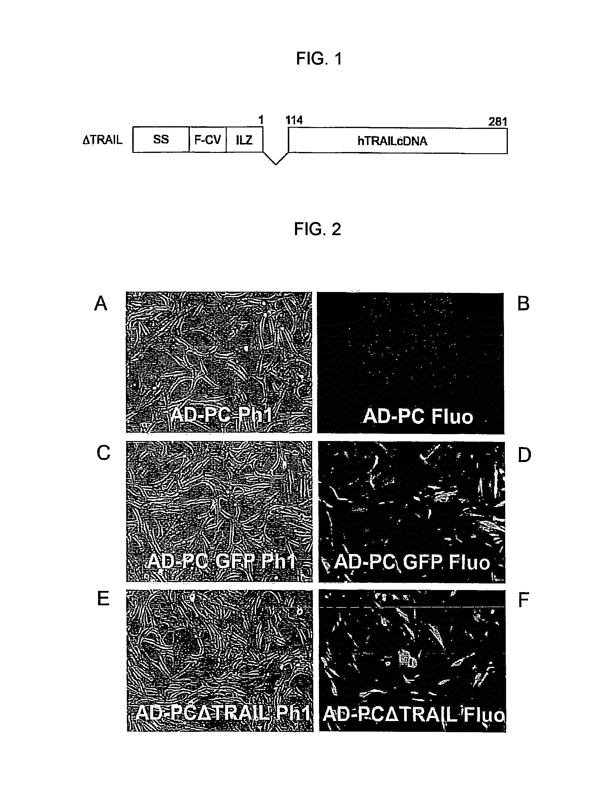 Method for production of anti-tumor TRAIL protein