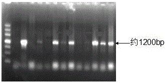 Lycium barbarum geranyl geranyl pyrophosphate synthase gene and its encoded protein and application