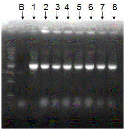 Lycium barbarum geranyl geranyl pyrophosphate synthase gene and its encoded protein and application