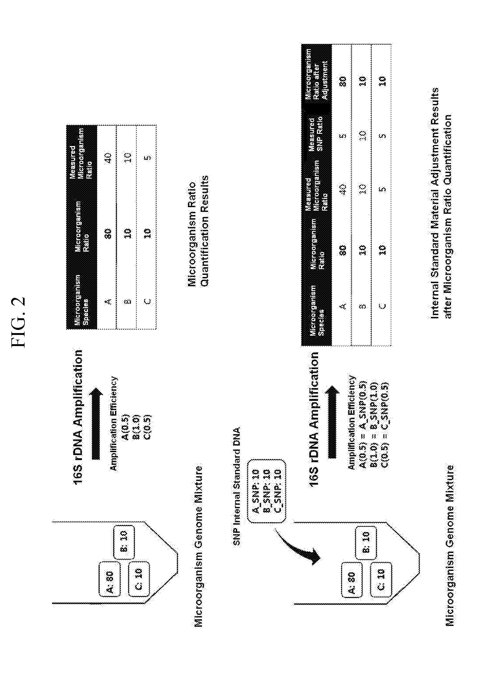 Quantitative analysis method using microorganism 16s rdna gene having single nucleotide polymorphism