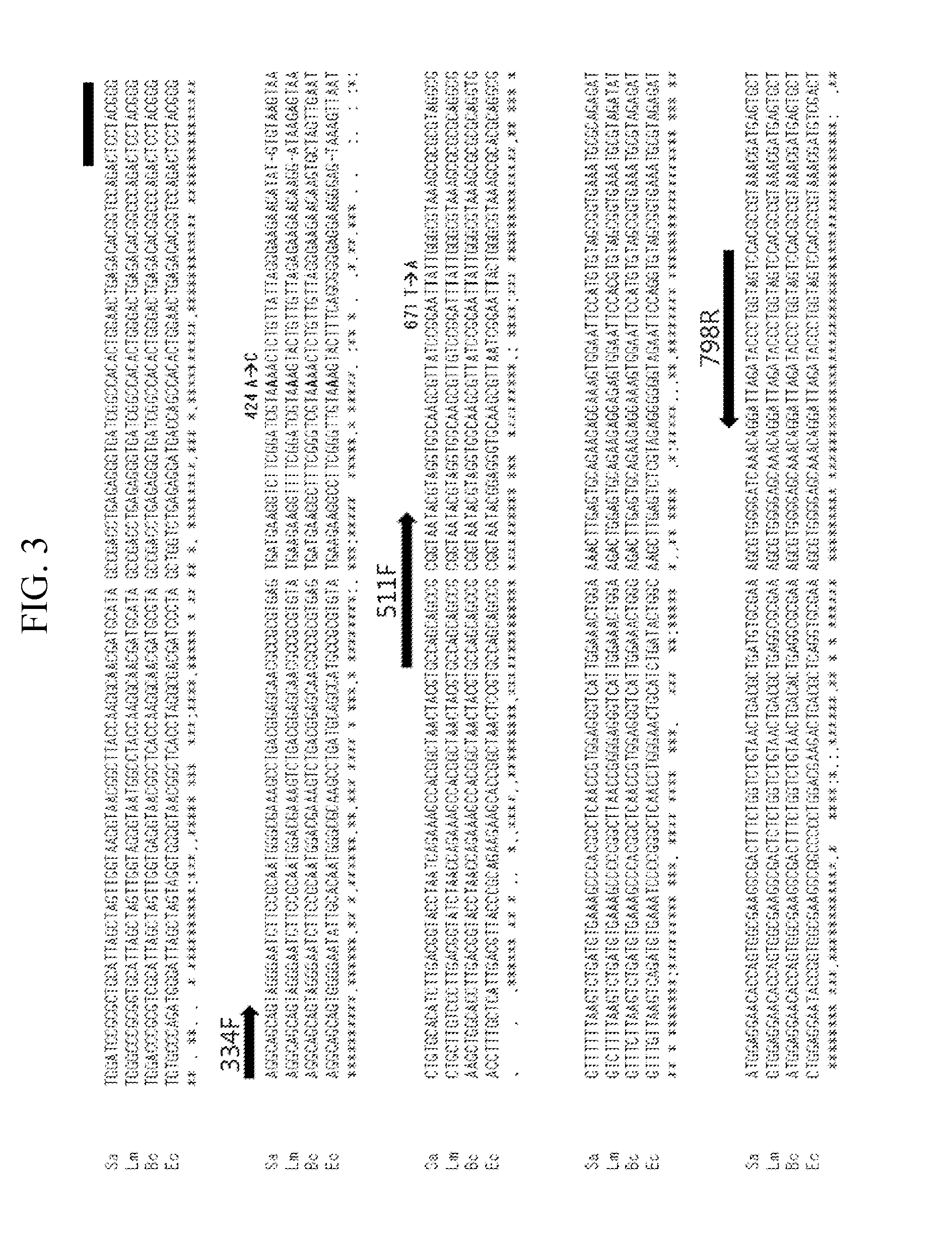 Quantitative analysis method using microorganism 16s rdna gene having single nucleotide polymorphism