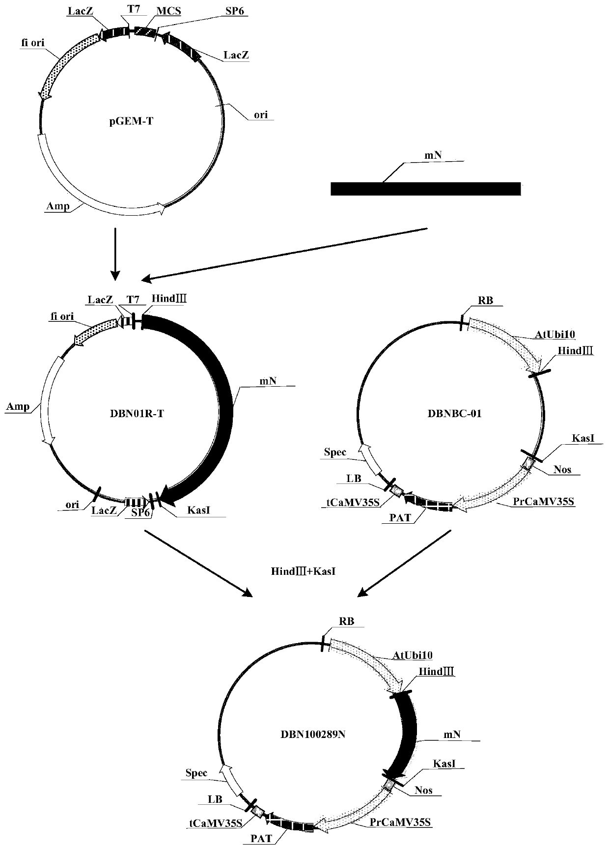 Herbicide-resistant protein as well as encoding gene and application thereof