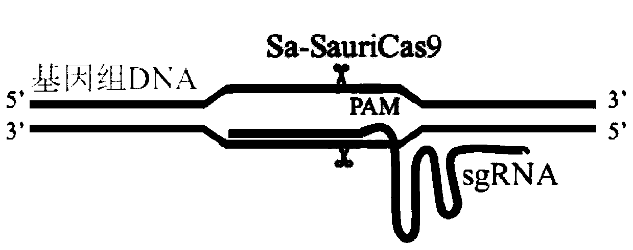 CRISPR/Sa-SauriCas9 gene editing system and application thereof