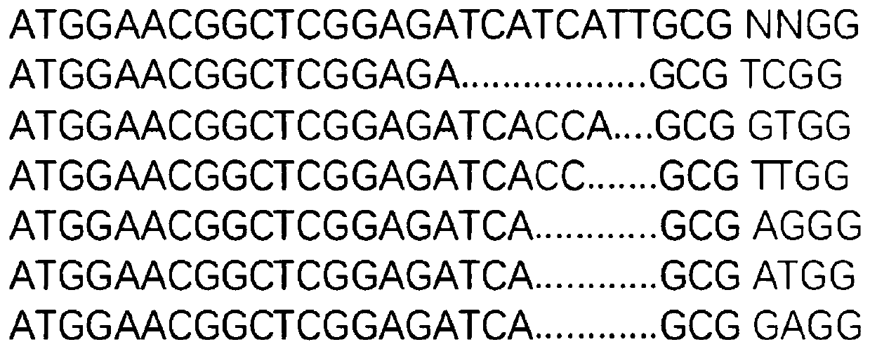 CRISPR/Sa-SauriCas9 gene editing system and application thereof