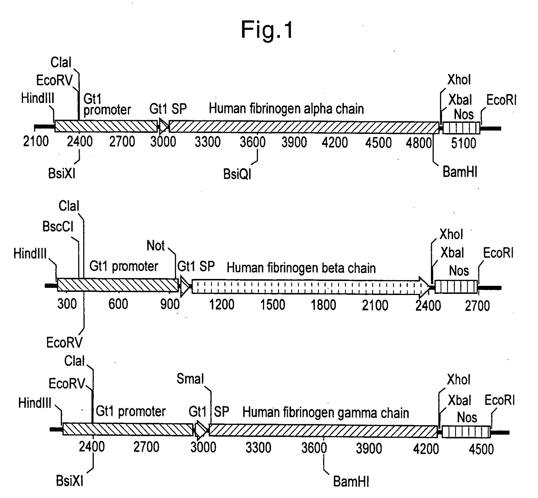 Human Blood Proteins Expressed in Monocot Seeds