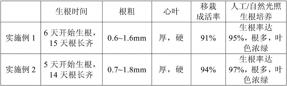 MD2 pineapple rooting culture medium and tissue culture seedling rapid propagation method thereof