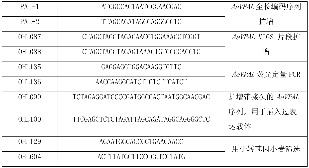 Variable aegilops tauschii phenylalanine ammonia-lyase gene and application thereof