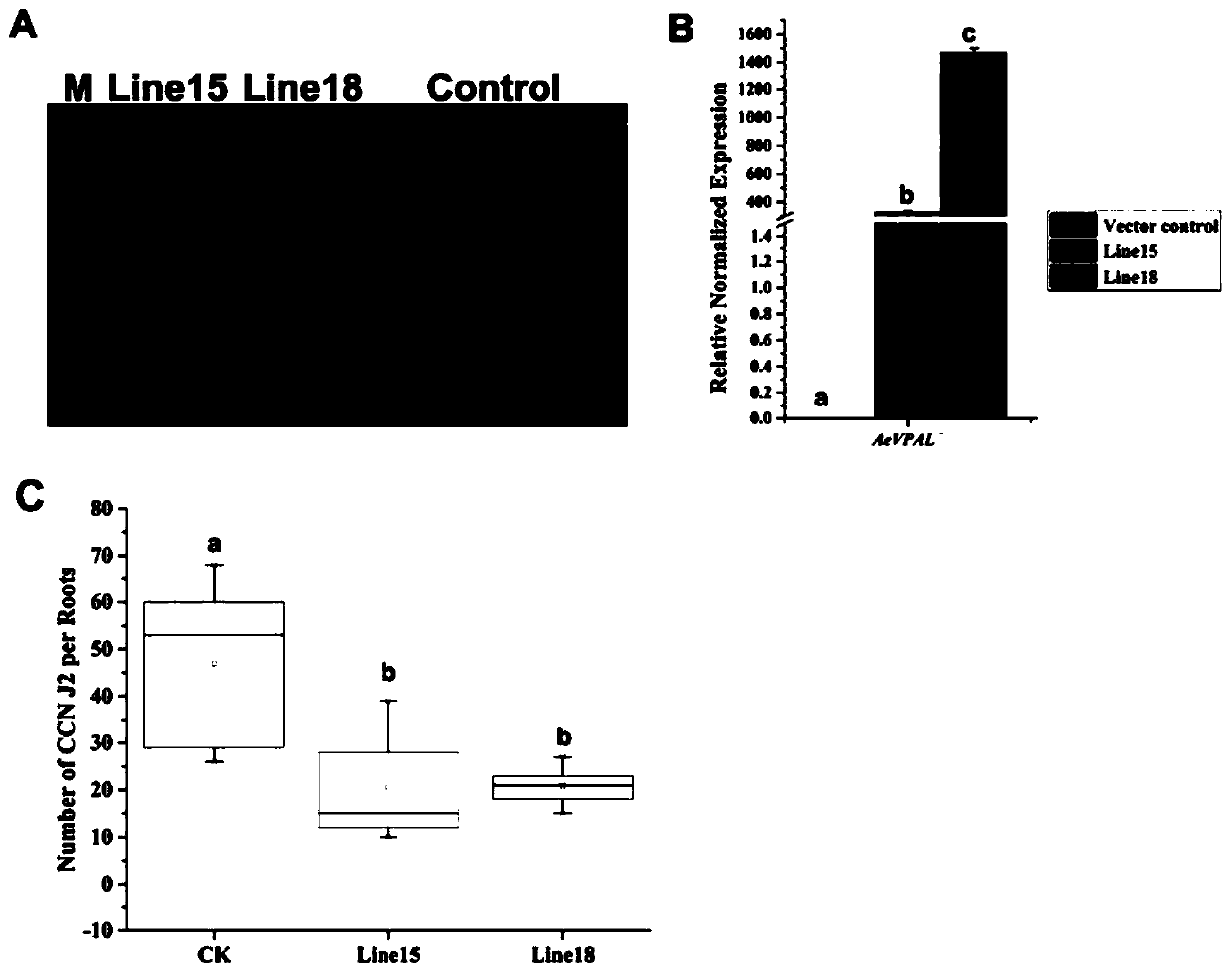 Variable aegilops tauschii phenylalanine ammonia-lyase gene and application thereof