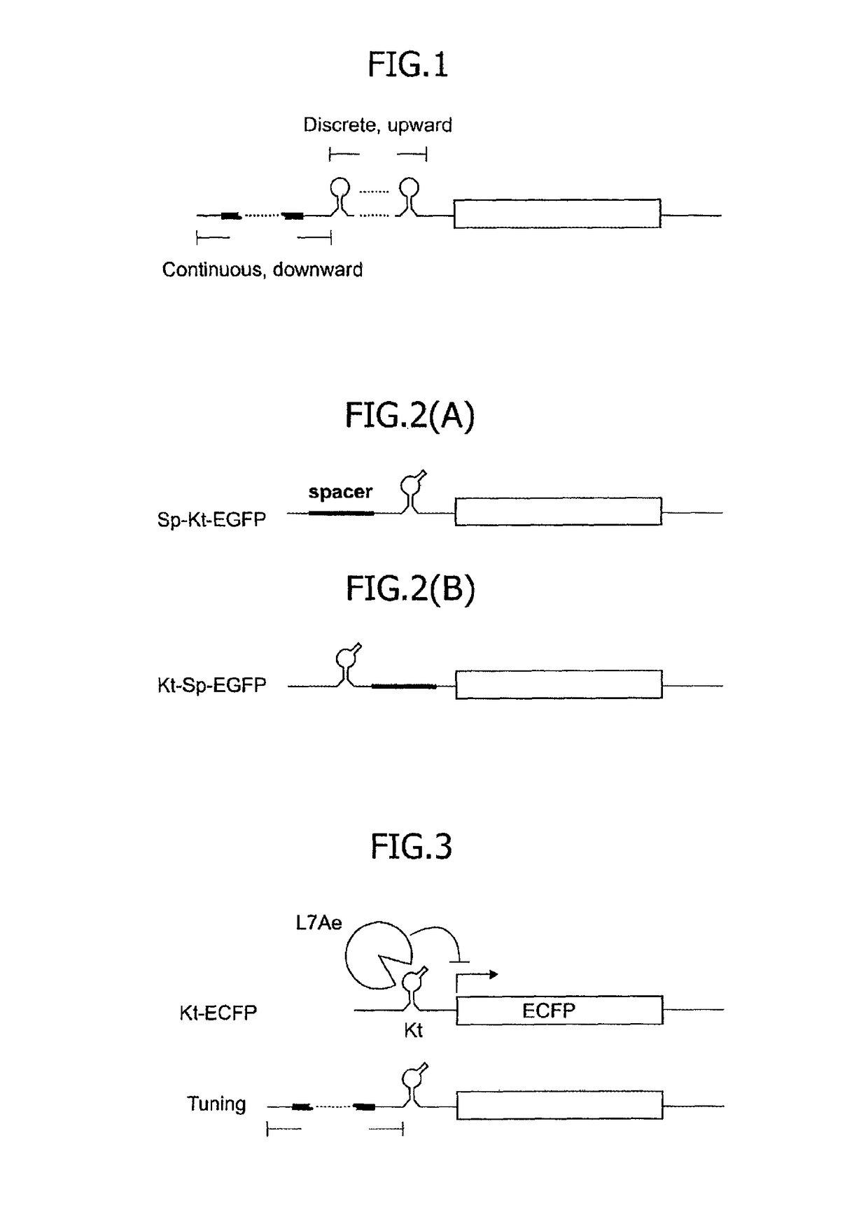Translational control system using RNA-protein interaction motif