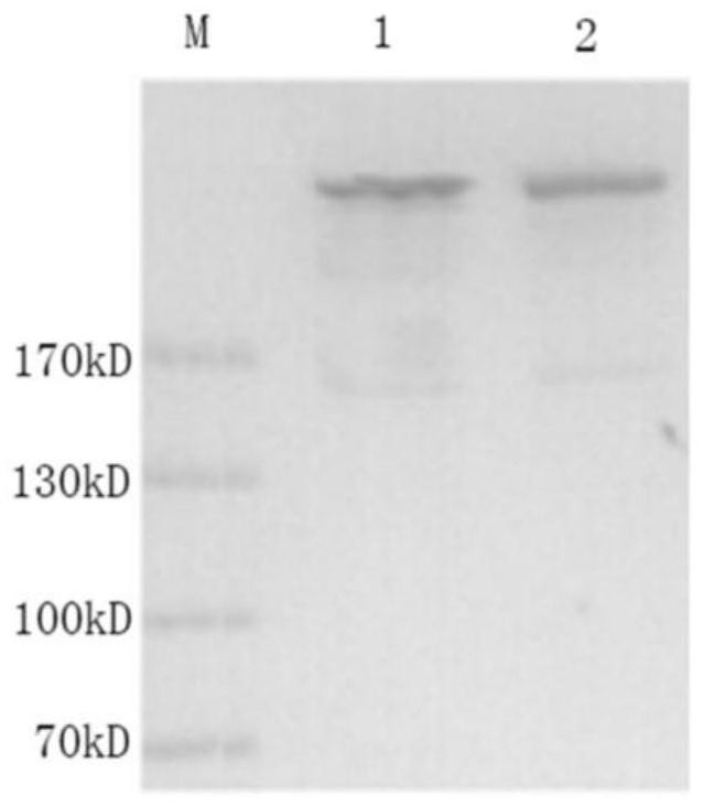 Interferon mutant and interferon mutant fusion antibody and its preparation method and application